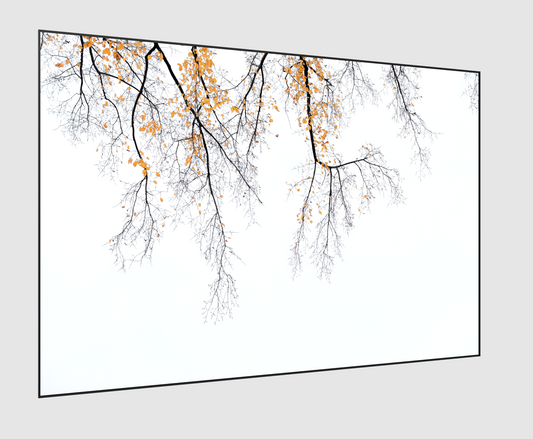 Central Park Fall Leaves #2