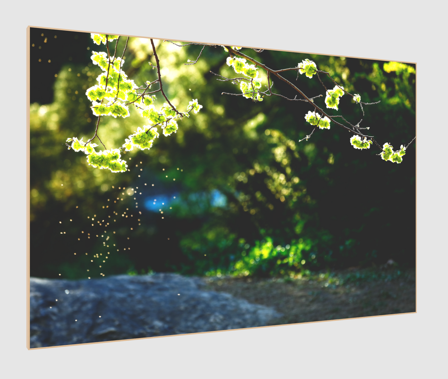 Dancing in the Spring Lights