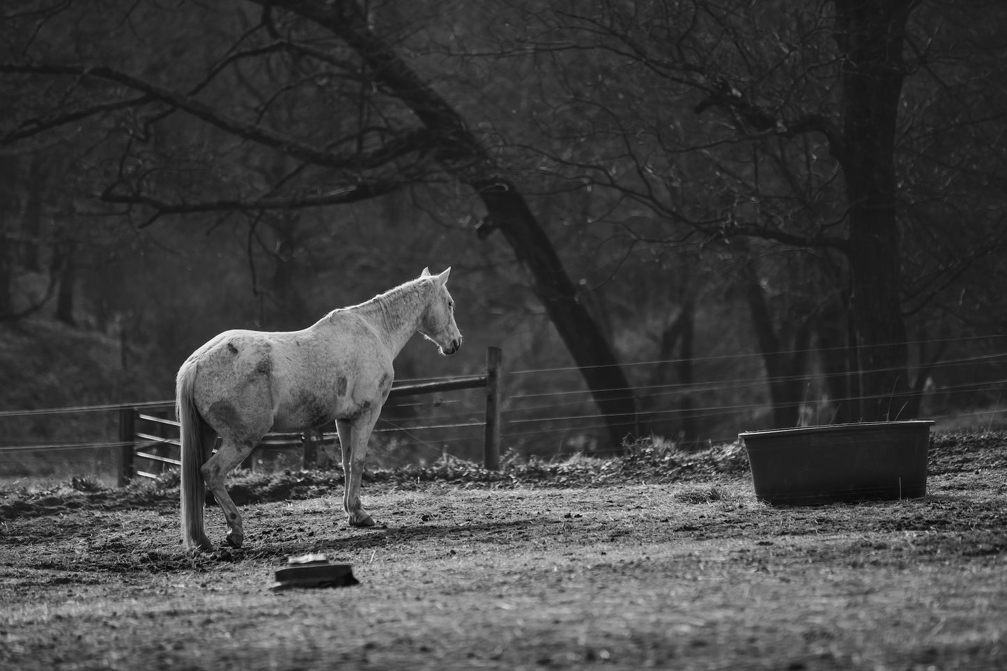 Lone White Horse