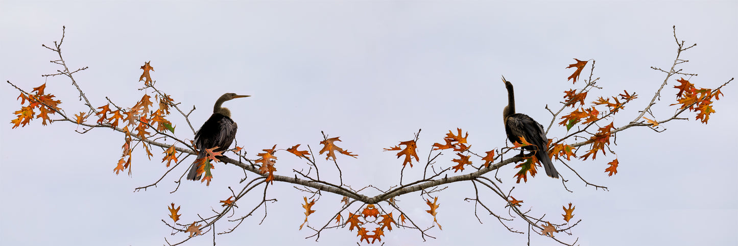 0Clearance - Meet - 48x16 Print on Canvas