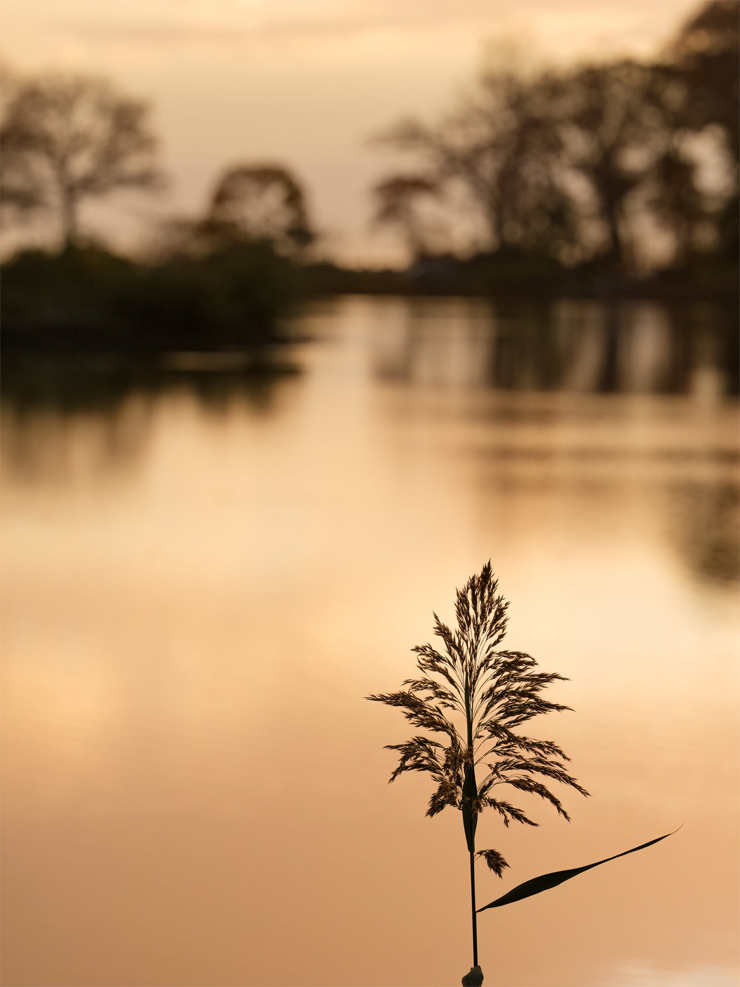 Reed and Trees