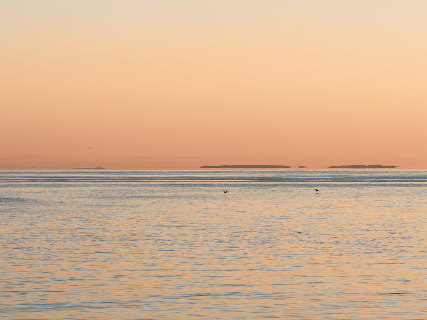 Hammonasset Trilogy No.1 - Three Birds