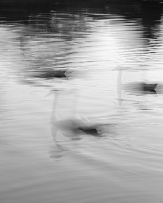 Exposure of a Dream