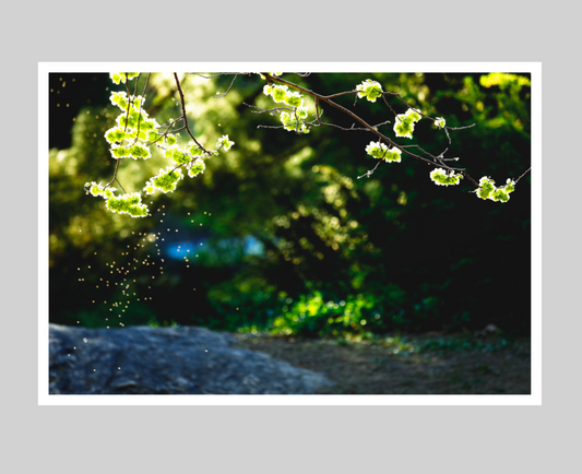 Dancing in the Spring Lights