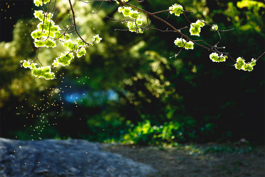 Dancing in the Spring Lights