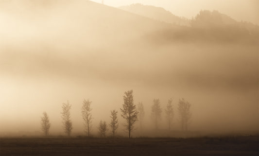 Fog Tree