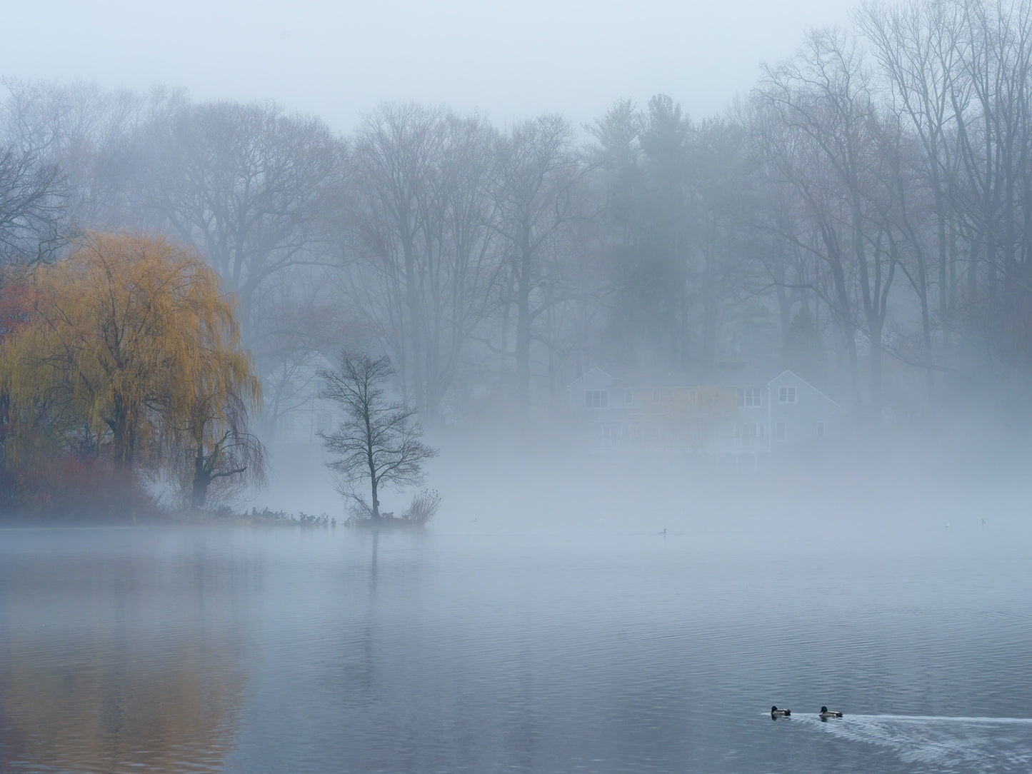 Fog Lake