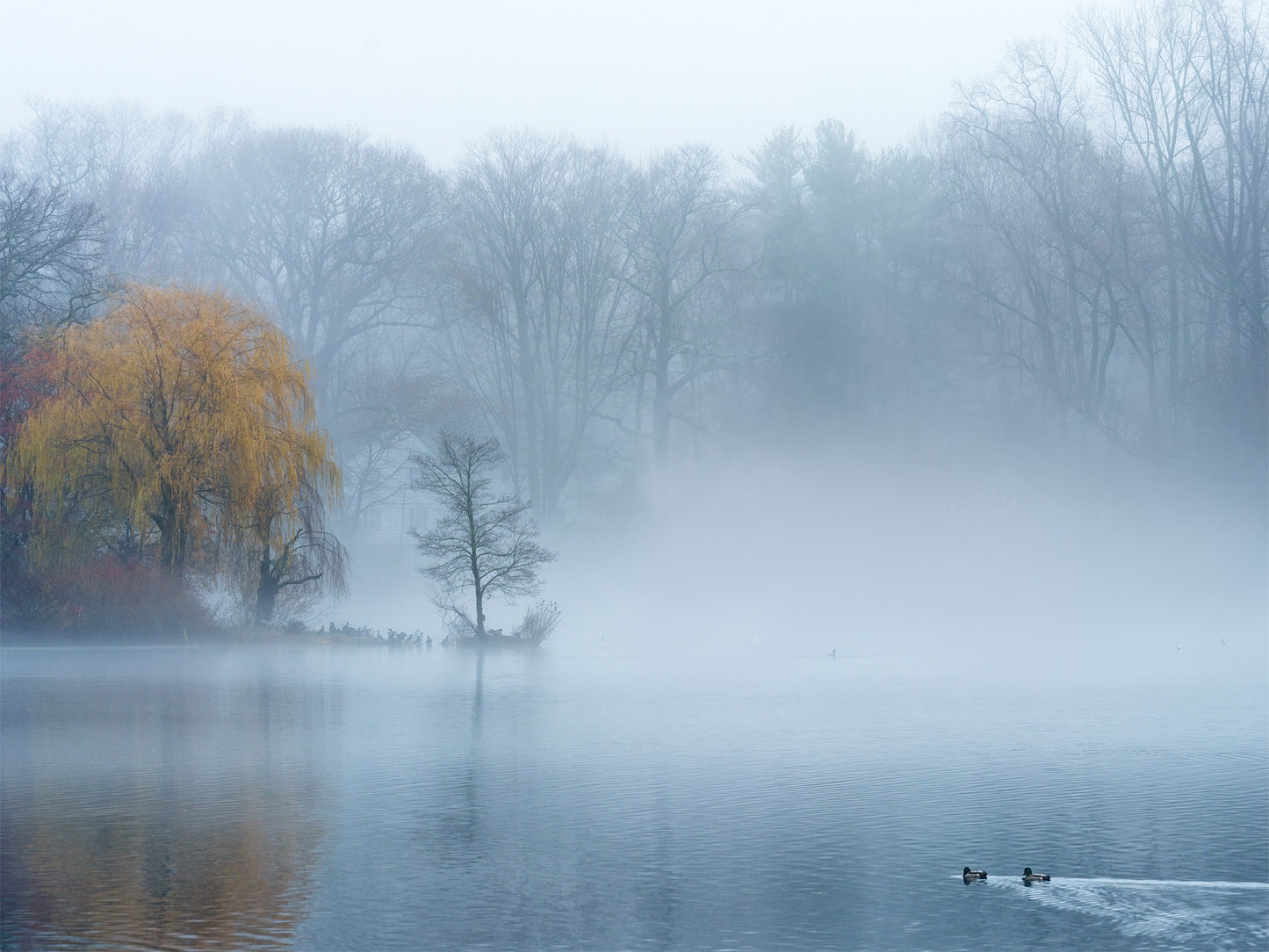 Fog Lake