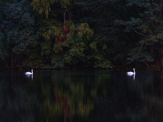 Two Swans