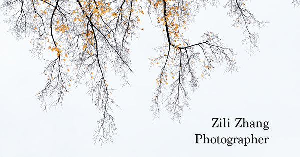 Zili Zhang Photography