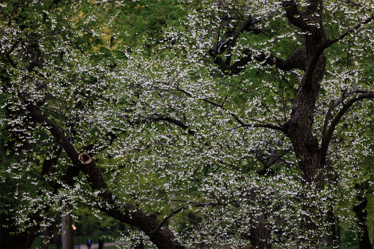 Sea of Spring
