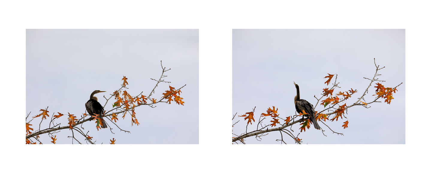 Bird On Tree Collage